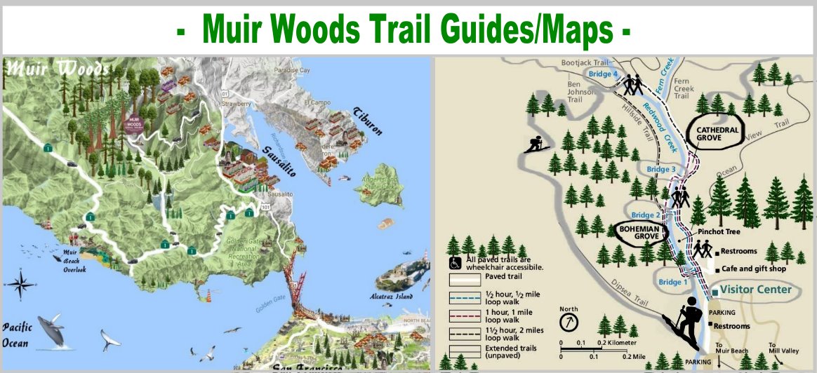 Muir-Woods-Trail-Guides-Maps-redwoods 